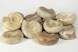 1 3/4" Polished Perisphinctes Ammonite Fossils - Madagascar - Photo 3
